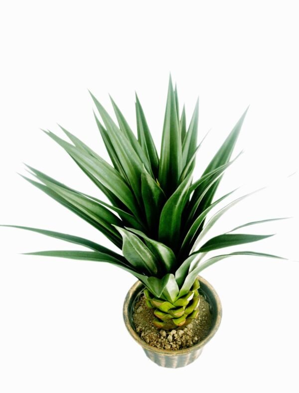 AP-P1ALV (without pot) Height:-70cm, Width:-70cm