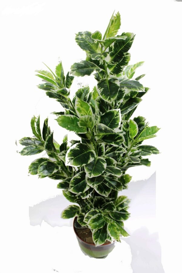 AP-SRP-GWL (without pot) Height:-153cm