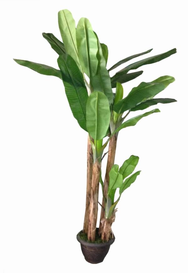 T23 BANANA
