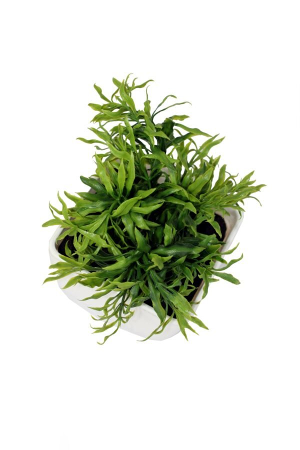 DP-1012 Plant with pot , Pot's width:-12cm , Height:-21cm - Image 2