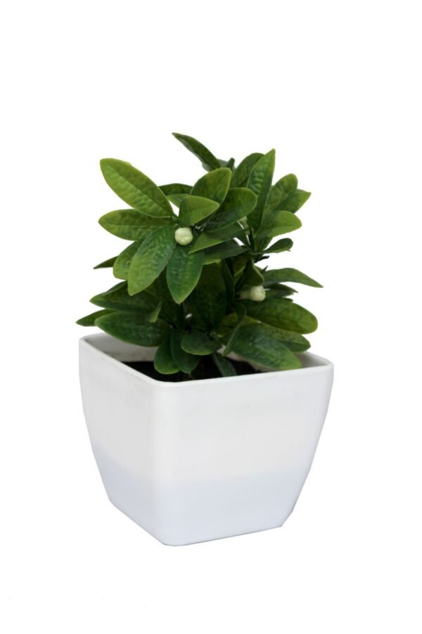 DP-504W Plant with pot , Pot's width:-12cm , Height:-21cm - Image 3