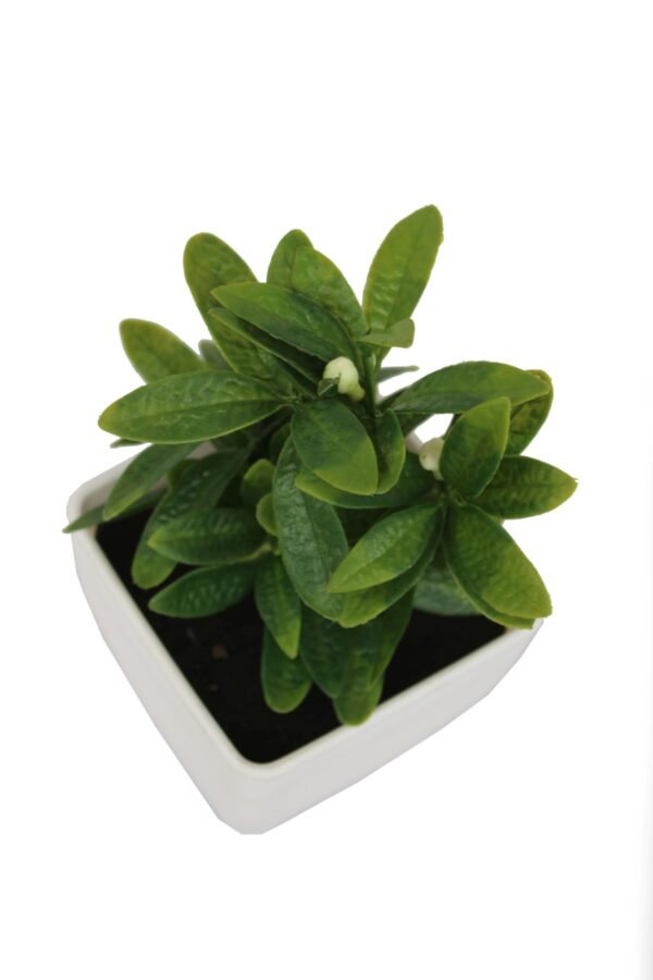 DP-504W Plant with pot , Pot's width:-12cm , Height:-21cm - Image 2