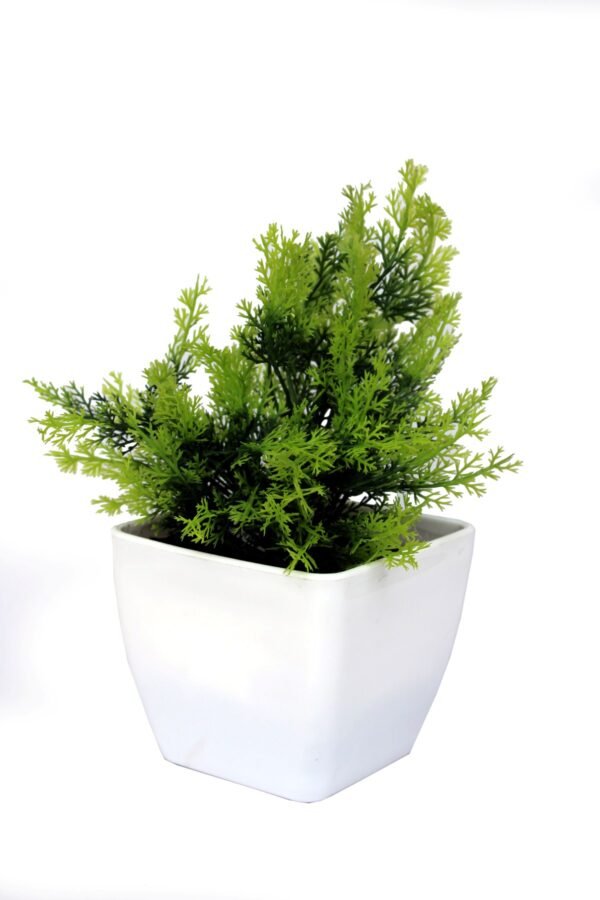 DP-1003 Plant with pot , Pot's width:-12cm , Height:-20cm - Image 3