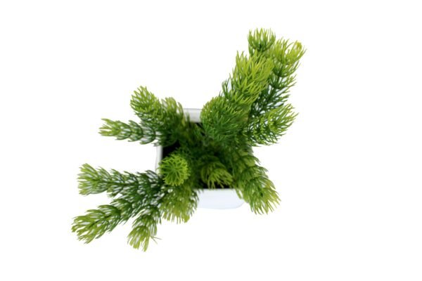 DP-999 Plant with pot , Pot's width:-12cm , Height:-26cm - Image 4