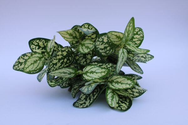 LPA-PABT279 Height:- 40cm Pot's Height:-13cm - Image 2