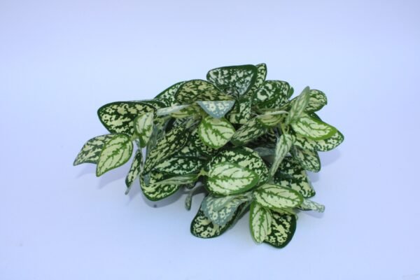 LPA-PABT279 Height:- 40cm Pot's Height:-13cm