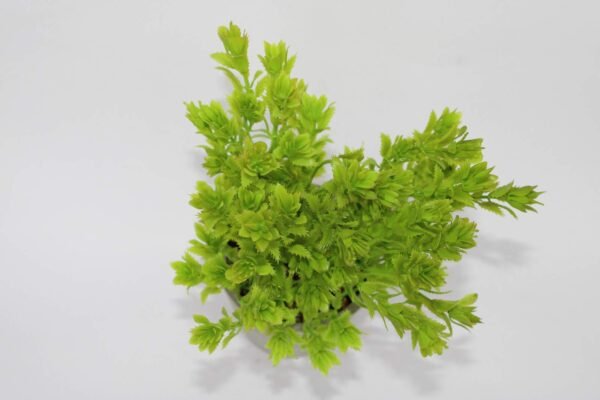 PA0205GG Plant with pot, Pot's Width:-9cm, Height:-25cm - Image 2