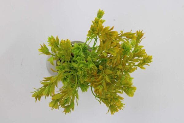 PA0205GY Plant with pot, Pot's Width:-9cm, Height:-25cm - Image 3