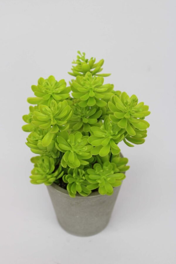 PA0206LG Plant with pot, Pot's Width:-9cm, Height:-17cm - Image 4