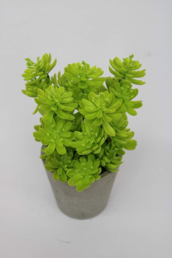 PA0206LG Plant with pot, Pot's Width:-9cm, Height:-17cm
