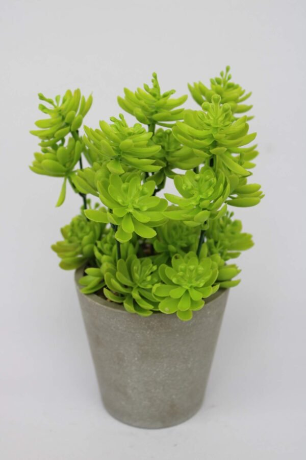 PA0206LG Plant with pot, Pot's Width:-9cm, Height:-17cm - Image 3