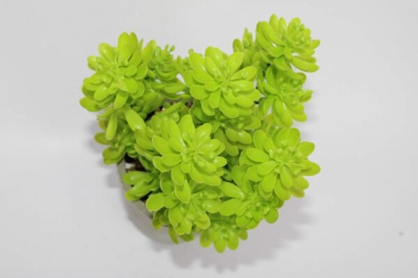 PA0206LG Plant with pot, Pot's Width:-9cm, Height:-17cm - Image 2