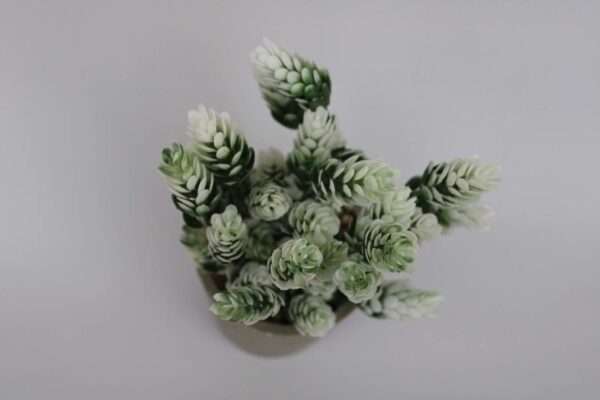PA0208GW Plant with pot, Pot's Width:-9cm, Height:-17cm - Image 2