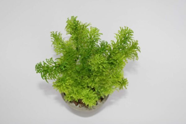 PA0209GG Plant with pot, Pot's Width:-9cm, Height:-25cm - Image 2