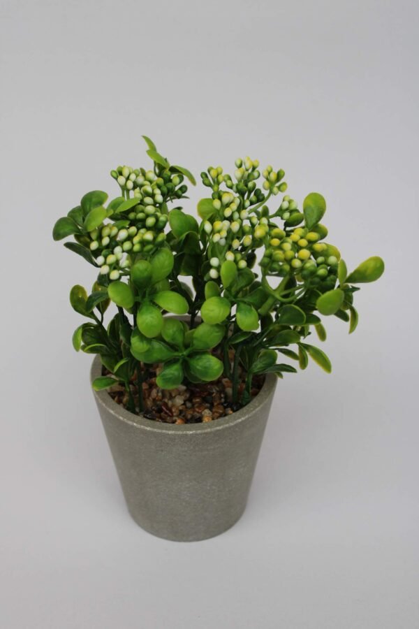 PA0210GY Plant with pot, Pot's Width:-9cm, Height:-20cm - Image 4