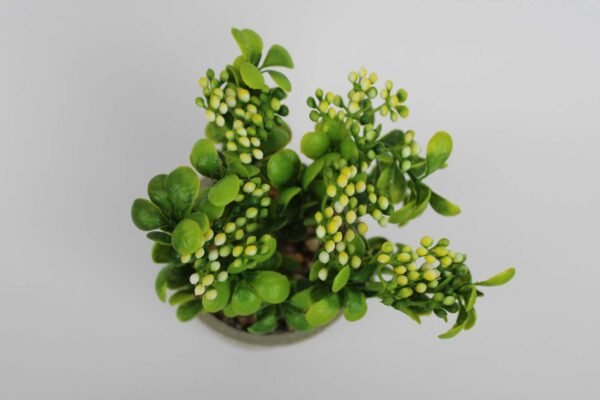PA0210GY Plant with pot, Pot's Width:-9cm, Height:-20cm - Image 2