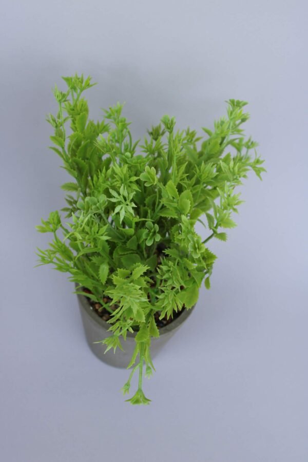 PA0211LG Plant with pot, Pot's Width:-9cm, Height:-25cm - Image 3