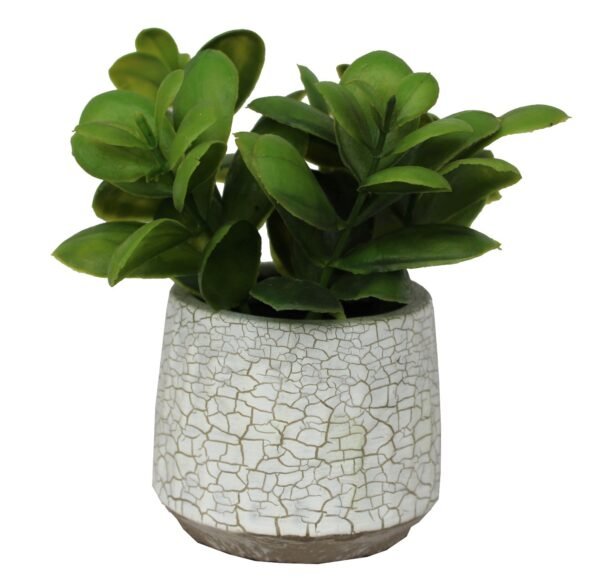 PCOCRK015  Plant with pot, Pot's Width:-08cm, Total Height:-15cm