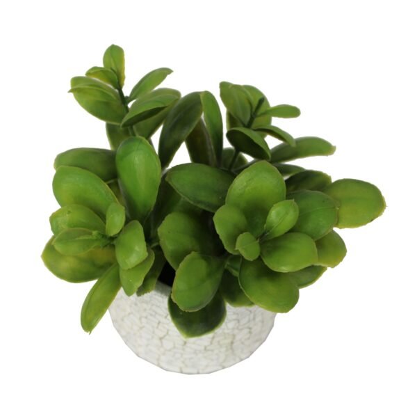 PCOCRK015  Plant with pot, Pot's Width:-08cm, Total Height:-15cm - Image 2