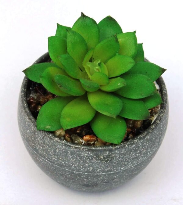 SA-1256 Succulent with pot, Pot's Width:-8cm, Height:-8cm - Image 3