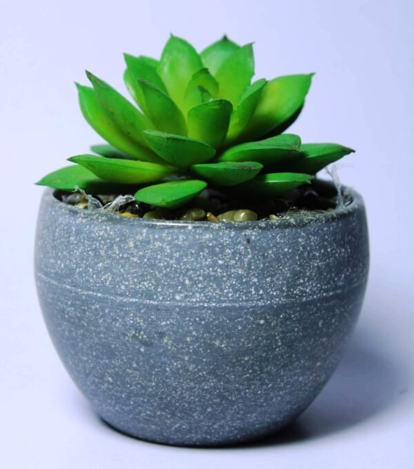 SA-1256 Succulent with pot, Pot's Width:-8cm, Height:-8cm