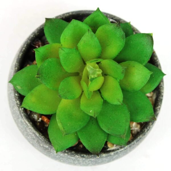 SA-1256 Succulent with pot, Pot's Width:-8cm, Height:-8cm - Image 2