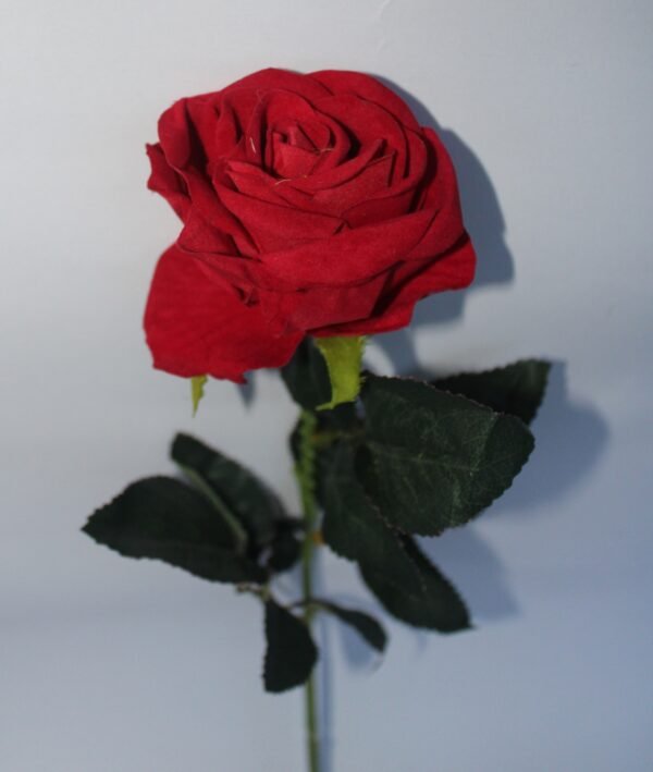AF-S1R-RR Red Rose