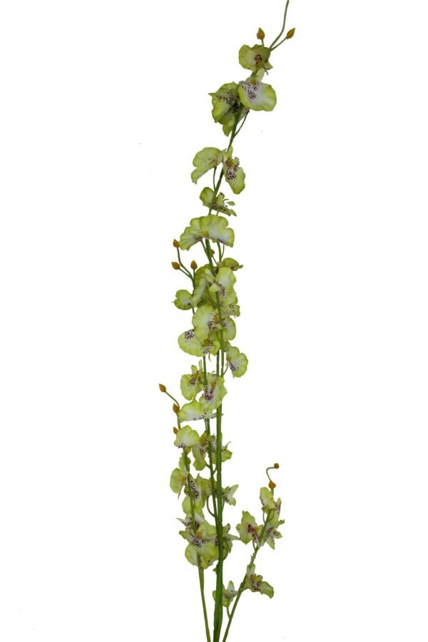 AF-SBL-LG Height :-90cm